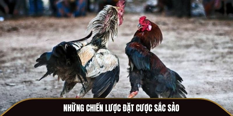 Những chiến lược đặt cược sắc sảo