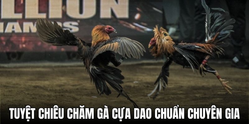 Tuyệt chiêu chăm gà cựa dao chuẩn chuyên gia