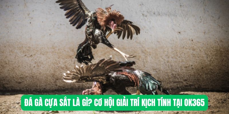 Đá Gà Cựa Sắt Là Gì? Cơ Hội Giải Trí Kịch Tính Tại OK365