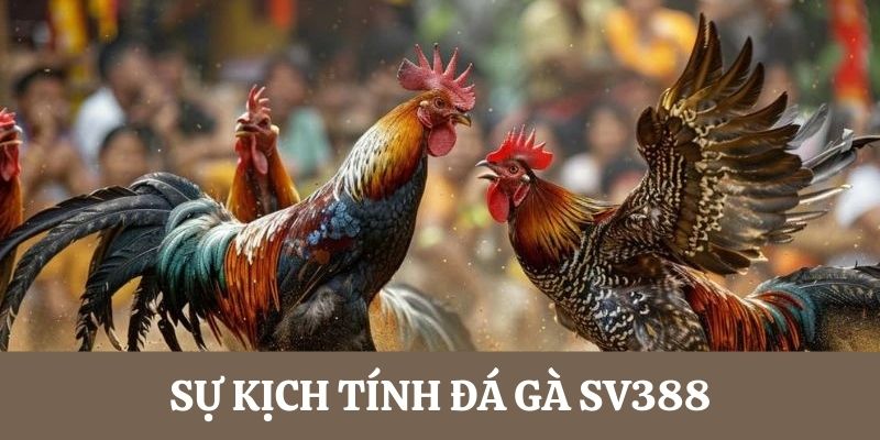 Các trận đá gà tại SV388 luôn chứa đựng sự kịch tính